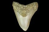 3.69" Fossil Megalodon Tooth - North Carolina - #131562-1